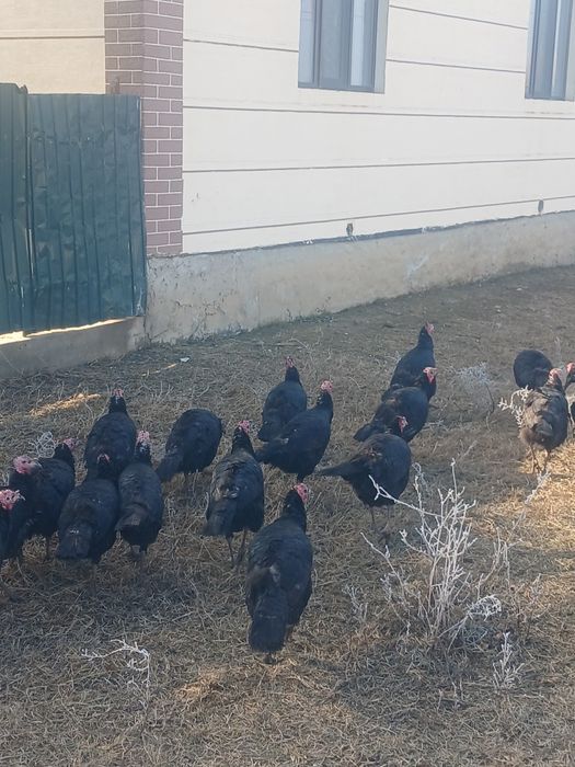 Үндіктер Сатылады