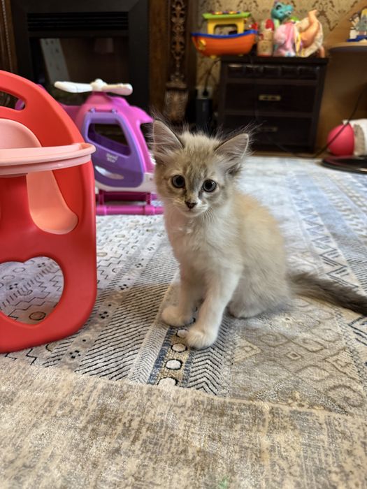 Котенок девочка 2 месяца