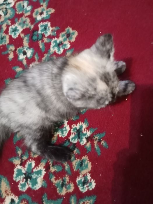 Котенок 2 с половины месяца , девочка