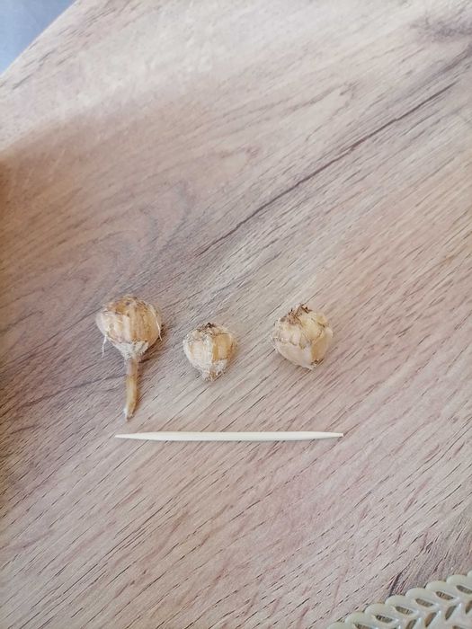 Клубни алоказии фрайдек вар