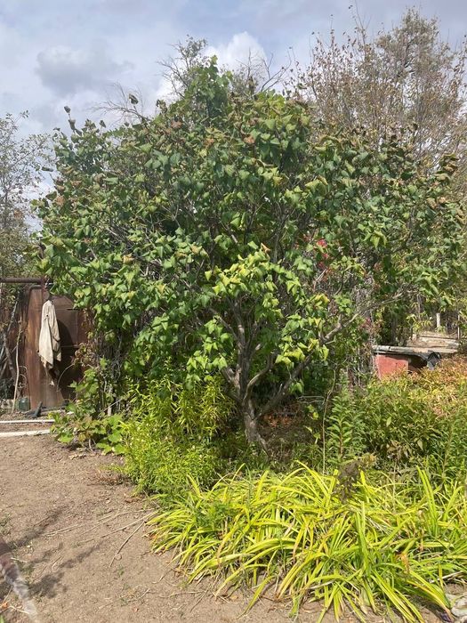 Продается дачный участок ( дача)