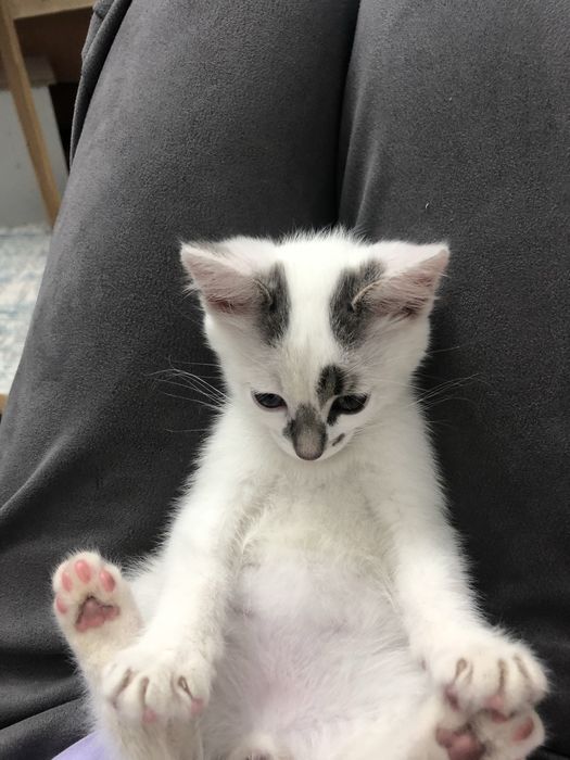 Отдам кота в хорошие руки