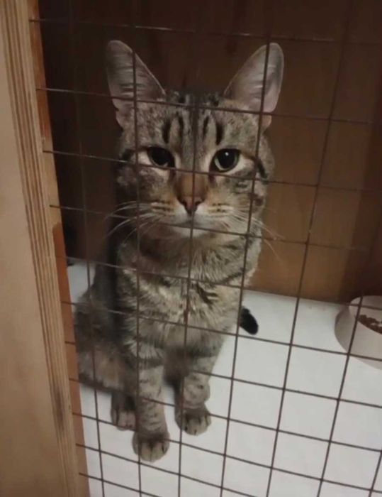 Добрый котик ищет дом