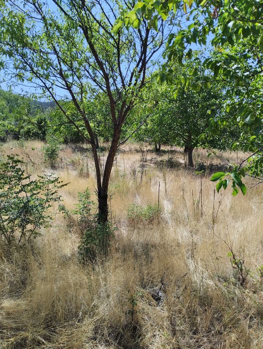 Продава се Парцел в Асеновград - 2201 кв.м за 28 €/кв.м - Снимка #2