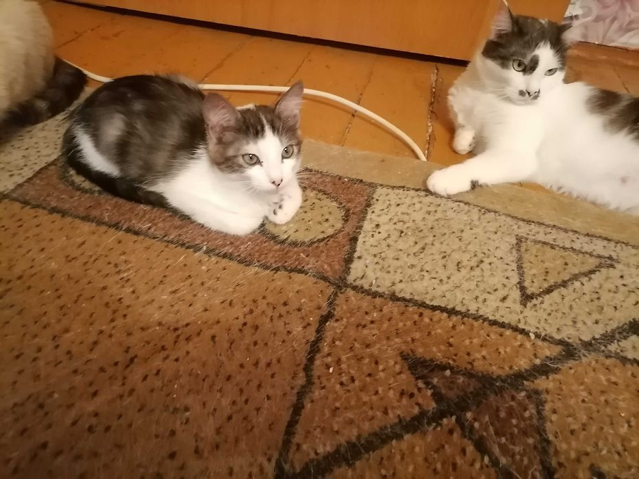 Кошечка домашняя, красивая.