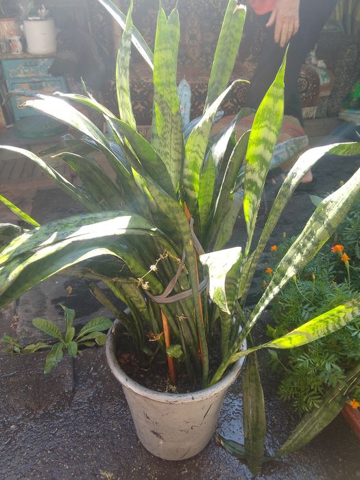 Сансевиерия. Щучий хвост.