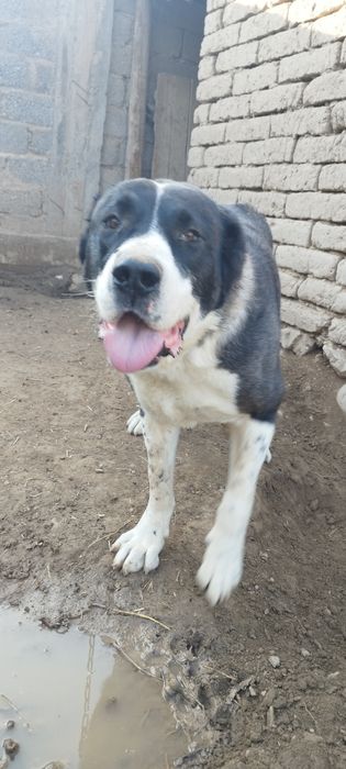 Boʻynoq laqabli kuchuk sotiladi