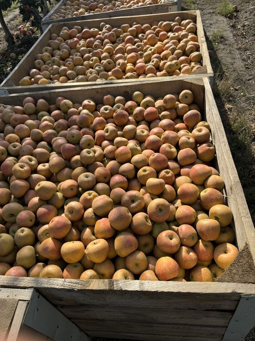 Mere de vînzare diferite soiuri