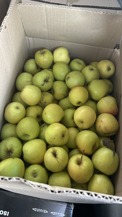 Яблоки золотой сладкий