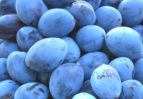 Prune Stanley și Anna Spath 1,5 lei/Kg.  Negociabil pentru cantitati mari. 80 bani culese de tine.