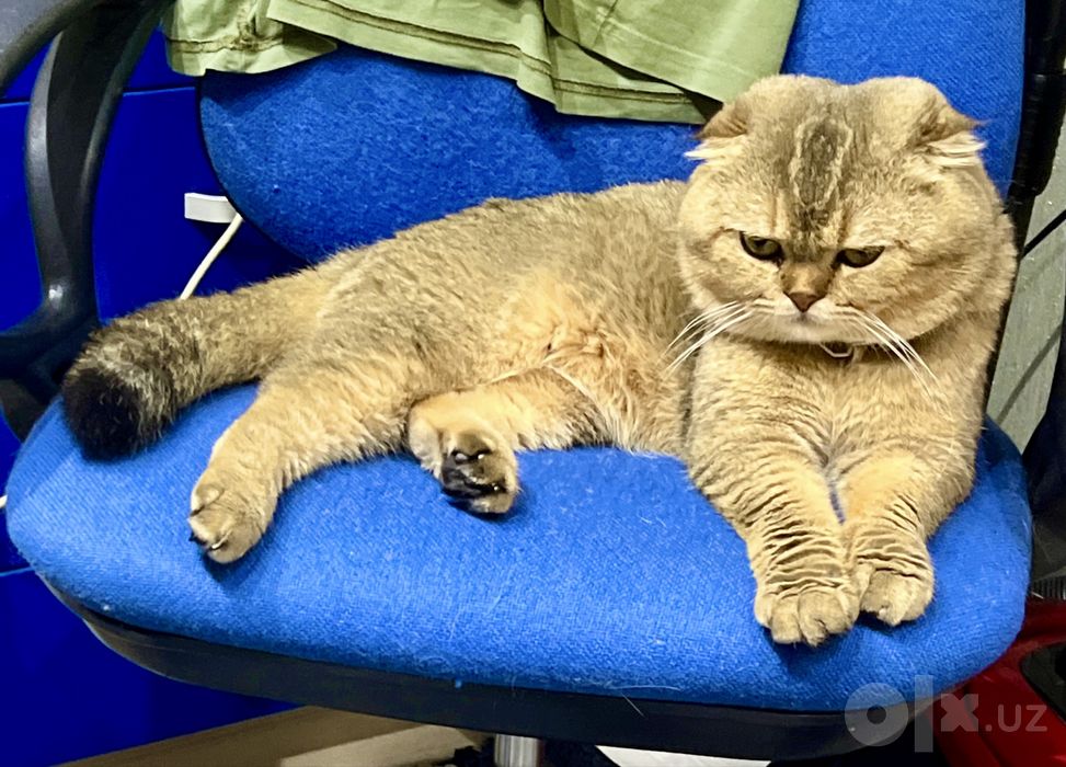 Шотланский Скоттиш Страйт!