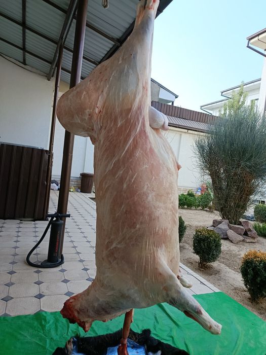 Qassob -мясник- Кассоб service hizmati