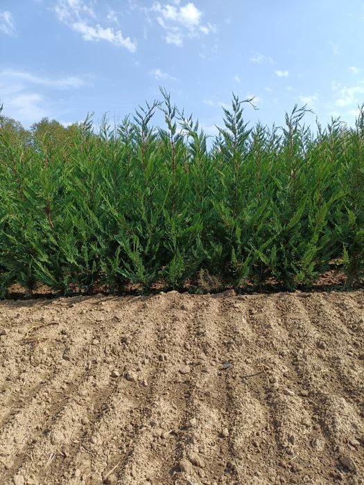 Leylandii Pro Gardena, Gard viu și Chiparos Leylandii