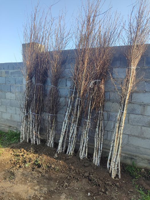 Сосна, берёза, ель, сирень.