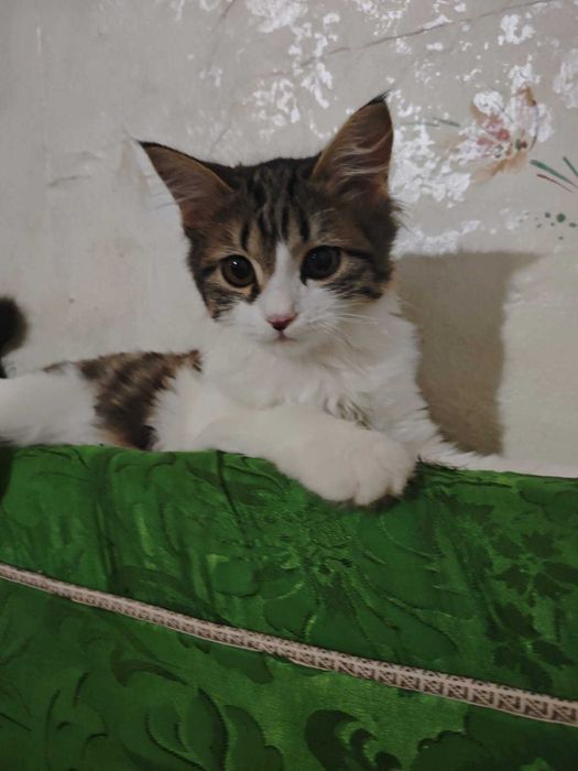 Котята бесплатно