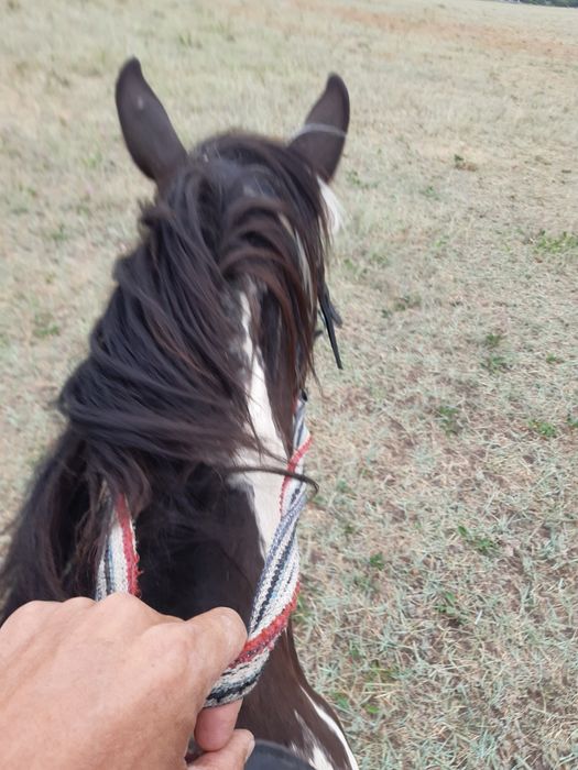 Продам мерина. Ат сатам.