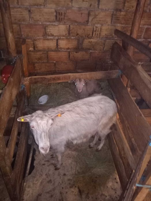 Продавам кози с малки