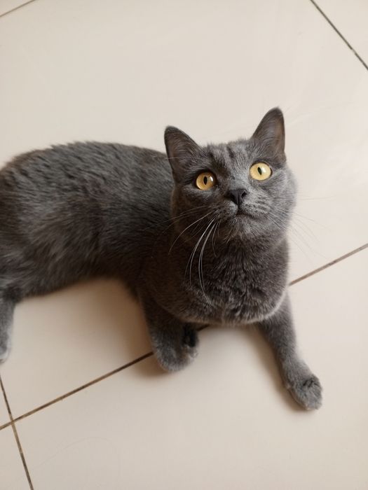 Молодая кошечка в добрые руки