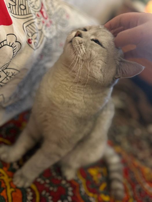 Британский шиншила срочна