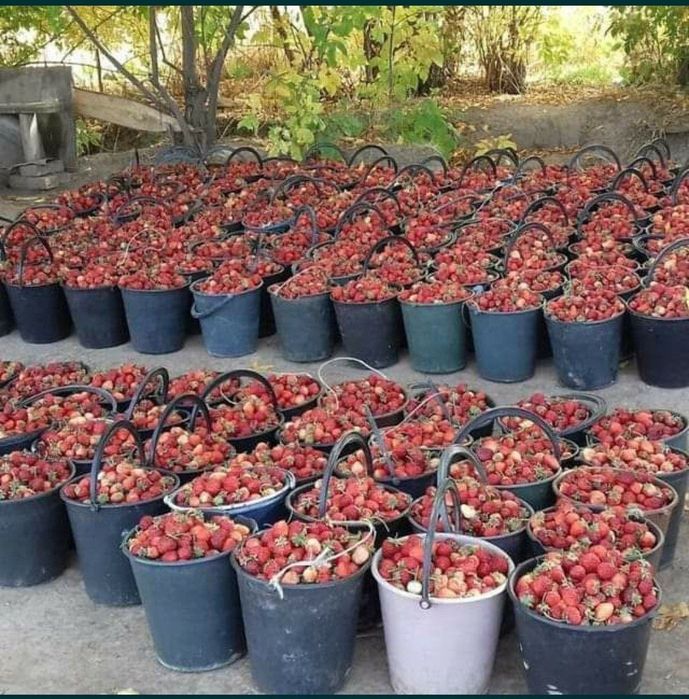 Продаётся Рассады Клубника с хорошим запхам и не павтариями вкусам