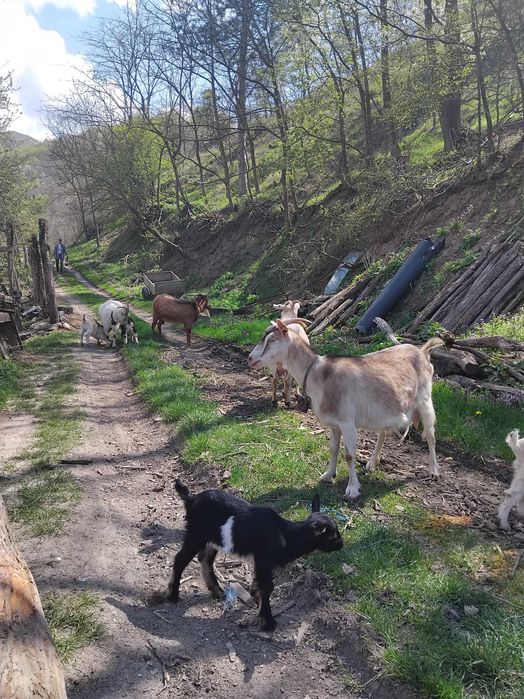 Vand țap alpin francez +capre spaniole