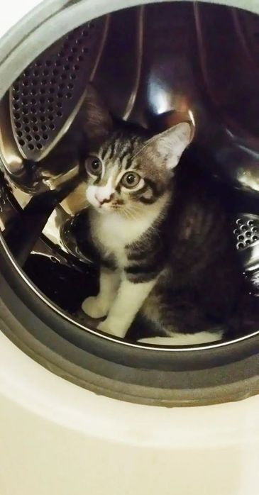 Милый Котёнок в добрые руки