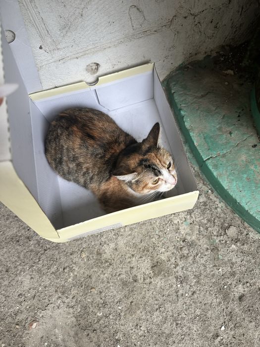Кошечка ищет дом