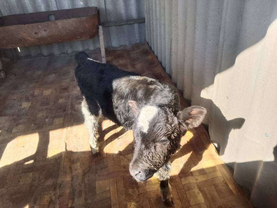 Продается телочка  недельная