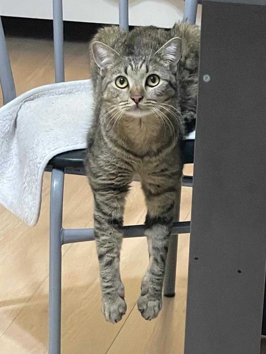 Отдам в добрые руки кота