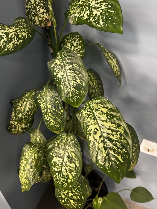 Стайно растестение, вечно зелена , дефенбахия