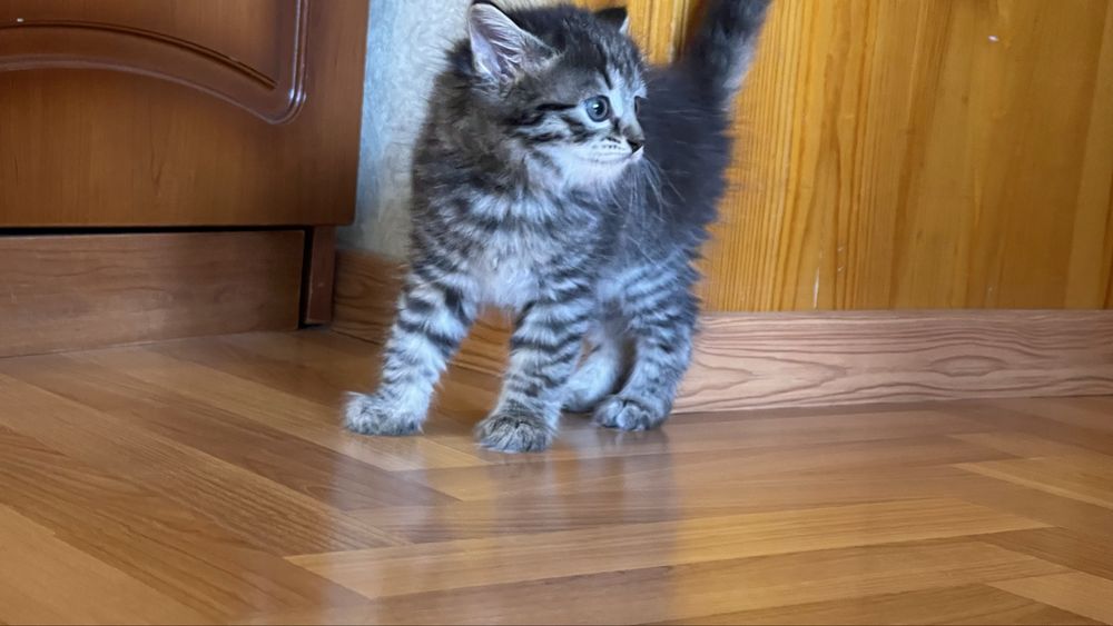 Отдам котенка даром