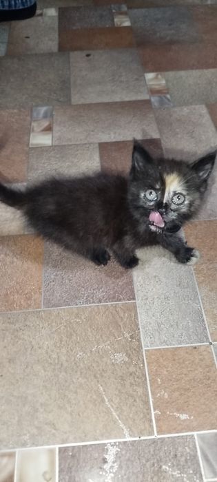 Отдам кошечку в добрые руки