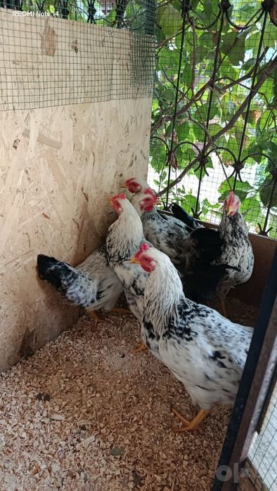 Adler xòrozlari soĝlom 6 oylik