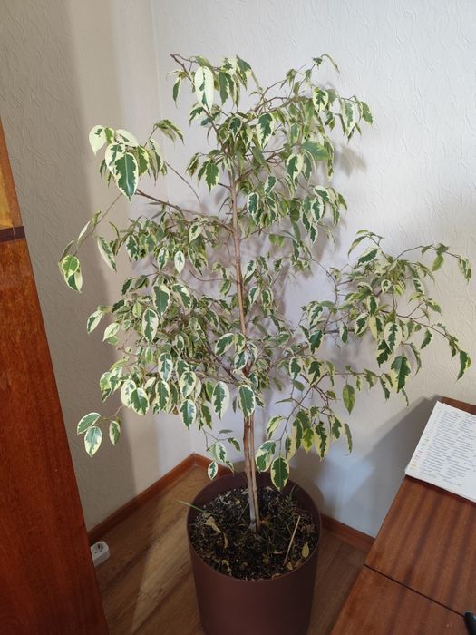 Фикус Бенджамин взрослый