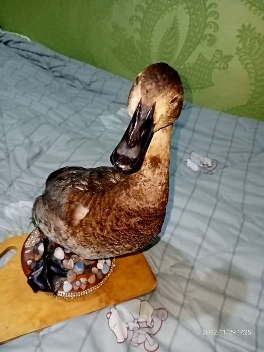 Продаю красно головый нырок чучело