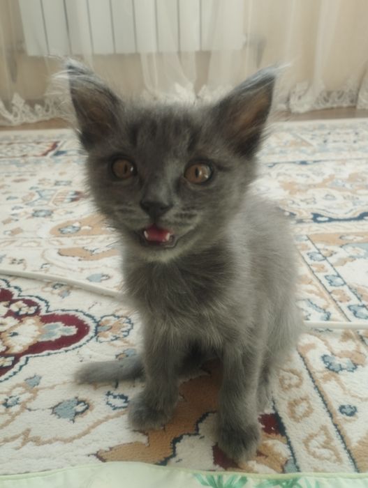 Котенок в добрые руки