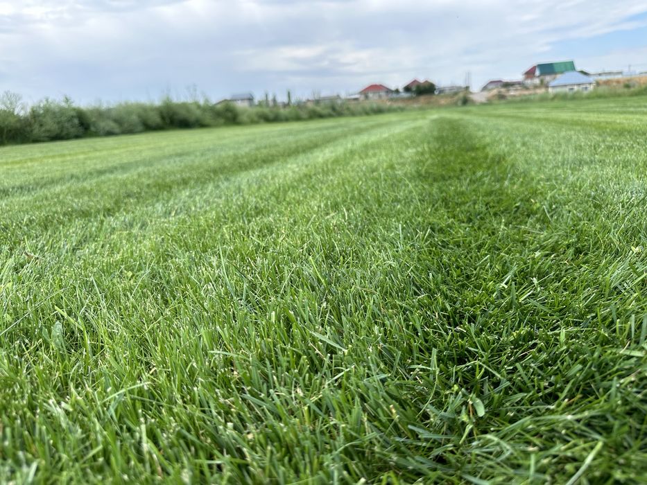 Газон рулонный