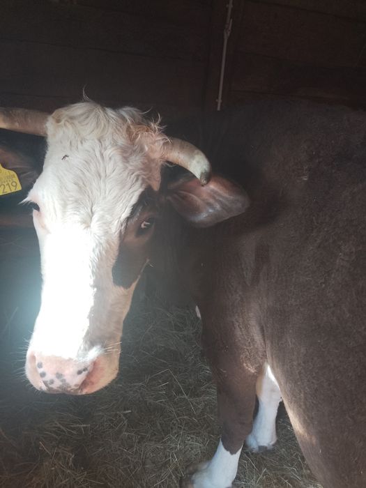 Vând vacă gestantă