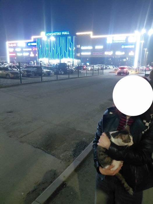 Нашел домашнюю кошку