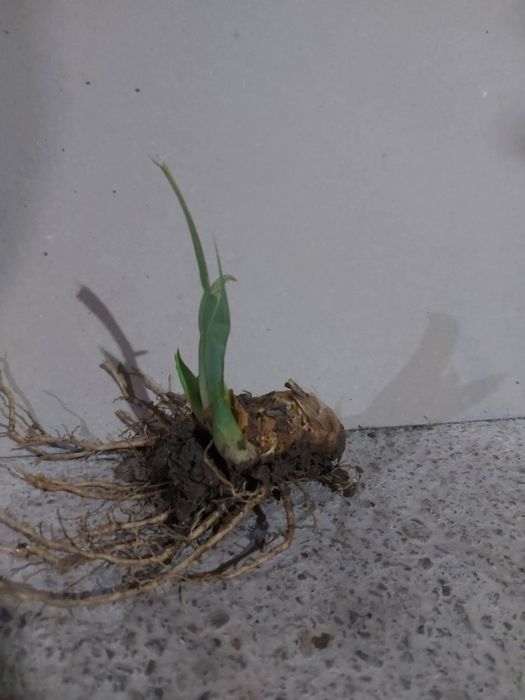 Кокичета в саксия-0.50€/бр кокиче, ириси-1.70€