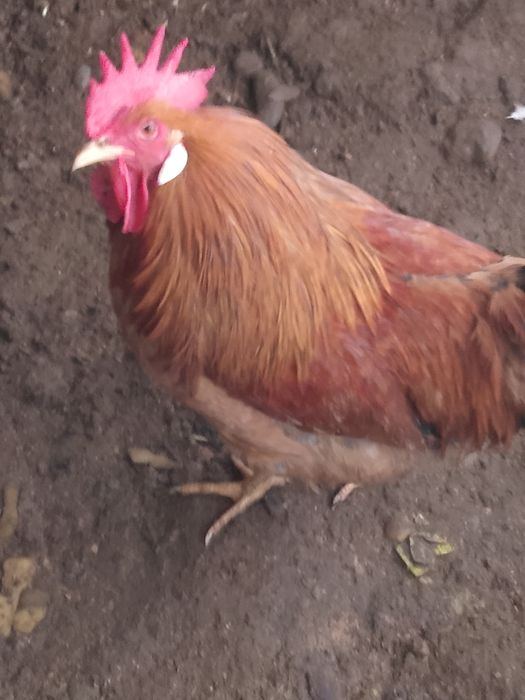 Продаю молодых петухов