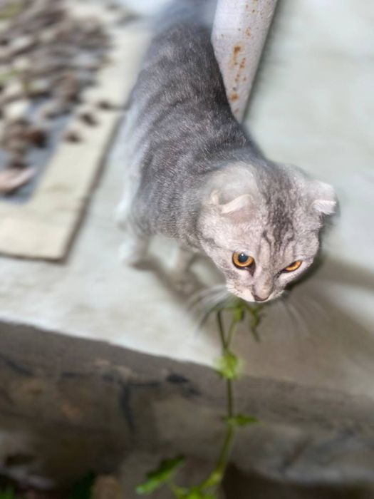 Mushuk sotiladi urgʻochi