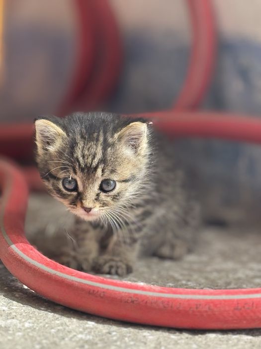 Отдам котёнка в хорошие руки бесплатно