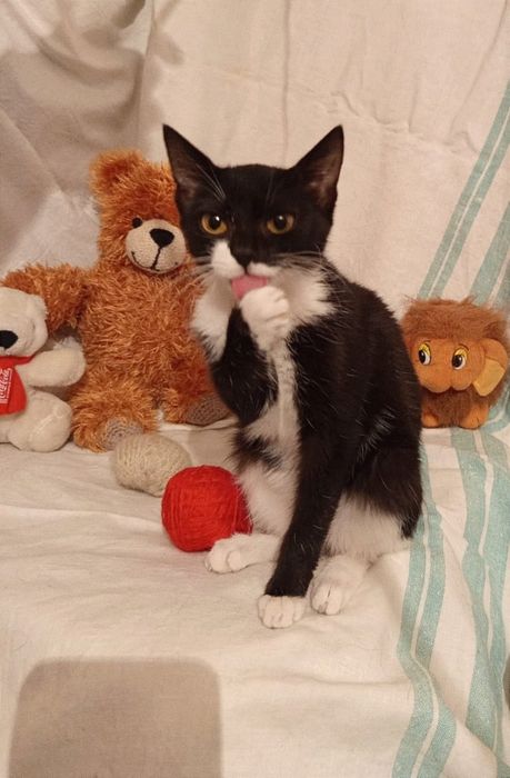 Котенок Муиза (Музя) девочка 5месяцев