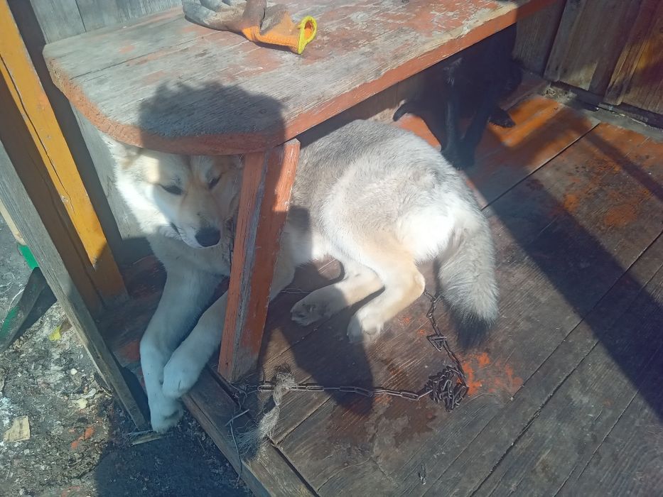 Продам сучку породистую