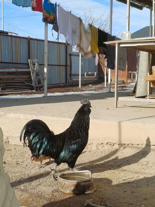 Аям цемани . Куры куры