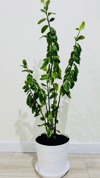 Цветок Педилантус