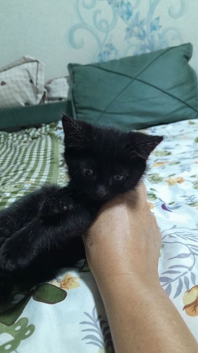 Кошки мушуклар