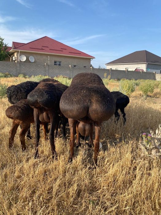 Продается кошкар