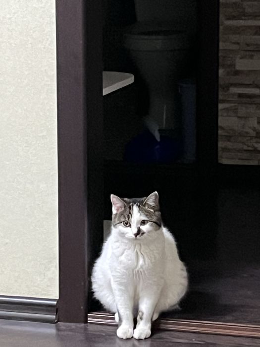 Отдам кошку вместе со всем что у нее есть